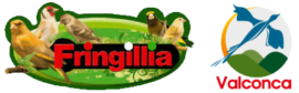 Fringillia Valconca